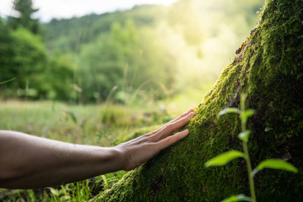 How Our Tree Care Process Works  in  Lake Camelot, IL