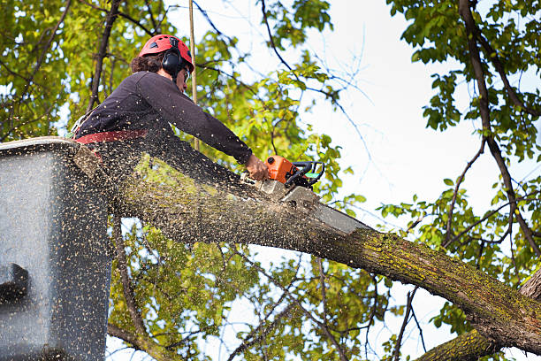 Professional Tree Removal Services in Lake Camelot, IL